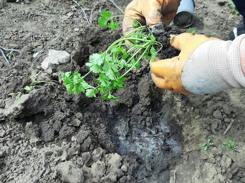 a woman in yellow garden gloves is planting parsley in her garden. Chernozem, spring planting. Organic Farm Products