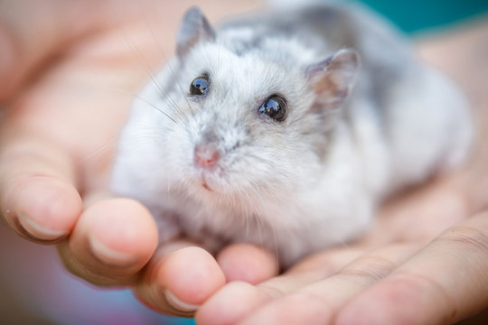 Close-up face of Winter White Russian Dwarf Hamster on girl hands.