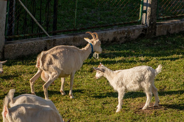 Three white goats on the meadow