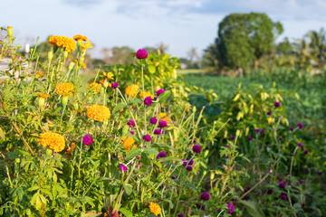 Balinese countryside with colorful wildflowers
