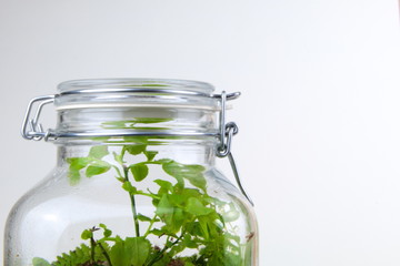 Terrarium made out of Small forest plants in a Glass Canning Jar. Tiny ecosystem in jar Save the...