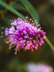 Close up of a flower