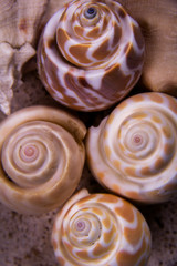 Orange and white conch seashells.