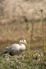 bar headed goose closeup at keoladeo national park or bird sanctuary, bharatpur, rajasthan, india - anser indicus	