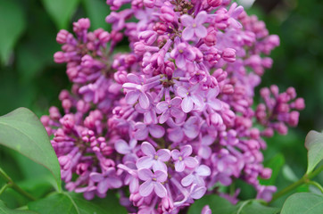 Syringa is blooming. Spring flowering bush in spring. Close-up, violet and lilac bloom. May 2020