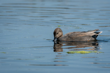 Gadwall or Mareca strepera portrait beautiful grey color bird in winter light and blue water at wetland of keoladeo national park or bharatpur bird sanctuary, rajasthan, india	