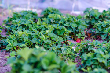 Strawberry bushes on strawberry field in a farm