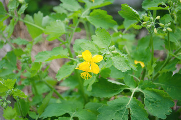 Large flowers of celandine in the grass. Spring flowering of medicinal herbs.