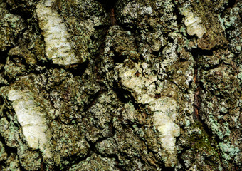 Bark of an old big tree in the forest. Close-up. Background texture. Green moss.