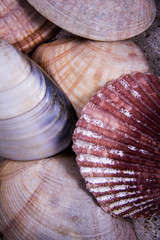 Beautiful and colorful seashells.