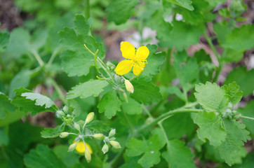 Large flowers of celandine in the grass. Spring flowering of medicinal herbs.