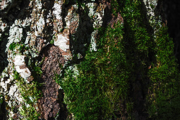 Bark of an old big tree in the forest. Close-up. Background texture. Green moss.