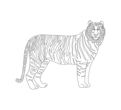Vector coloring book for children and adults with a striped tiger. Predatory mammals, felids, representatives of the panther genus,realistic tiger. A series of coloring animals