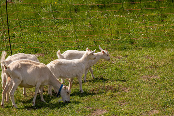 Fototapeta premium A flock of goats in fence, grazing