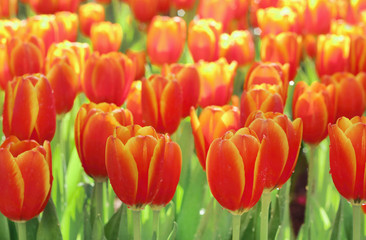 Beautiful orange tulips flower with green leaf in tulip field.