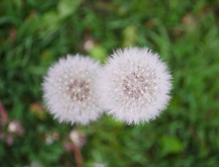 Blowball of Taraxacum plant on long stem. Blowing dandelion clock of white seeds on blurry green plant background of summer meadow. Fluffy texture of white dandelion flower closeup. Fragility concept.