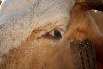 Braune Kuh beobachtet eine Fliege vor ihrem Auge