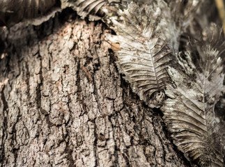 close up of a tree with parasite attached. Embossed texture of the brown bark.Tree bark texture. Seamless bark tree texture. texture of bark wood use as natural background