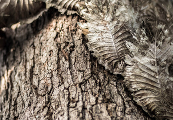 close up of a tree with parasite attached. Embossed texture of the brown bark.Tree bark texture....