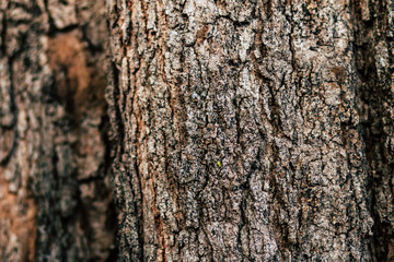 Embossed texture of the brown bark.Tree bark texture. Seamless bark tree texture. texture of bark wood use as natural background