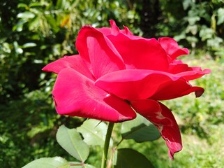 Natural flower in world 