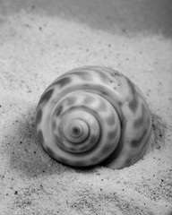 Arranged photography of one conch seashell.