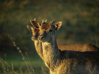 Portrait of a deer at sunset