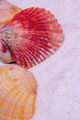 Two different types of seashells.