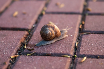 Close up, macro of snail with shell going on the sidewalk after the rain, shallow depth of field