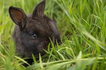 Little black rabbit on green grass on a summer day