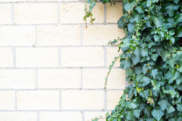 green ivy grows on a brick wall.Decoration for the garden, hedge