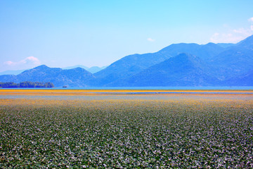 Scenery of Balkans mountains and waterlily surface on Lake Skadar