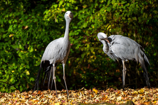 The Blue Crane, Grus paradisea, is an endangered bird