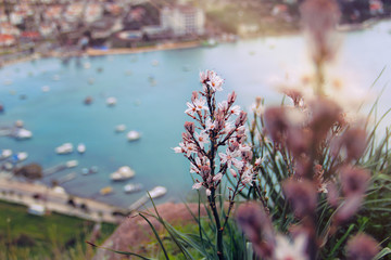 Beautiful spring flowers by the sea