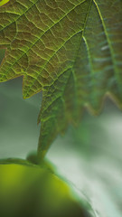 closeup of a green leaf