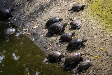 turtles