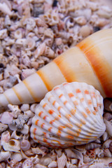 Orange horse conch and scallop shells