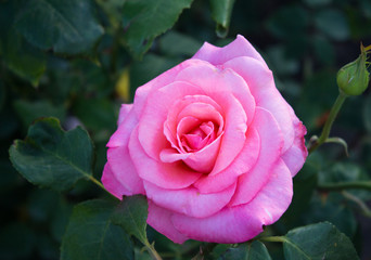 pink rose in garden