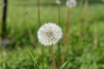 Fluffy dandelion in a field