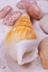 Orange horse conch on a sandy beach.