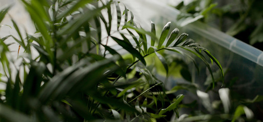 A palm leaf on a dark background among plants.