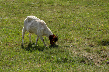 Goat - brown and white, grazing on spring meadow during sunny spring day. Brown head.