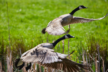 kanada gans