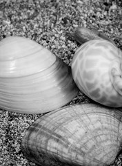 Different types of seashells.