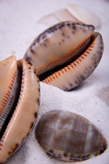 Some porcelain seashells in sand.