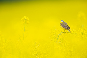 An adult yellow wagtail perched and singing on the blossom of a rapeseed field.