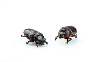 Close-up of a rhinoceros beetle separated on a white background. Female and male of the European rhinoceros beetle (Oryctes nasicornis)