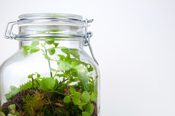 Close-up of a Home made Terrarium made out of Small forest plants in a Glass Jar. DIY activity for...