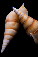 Orange horse conch seashells.