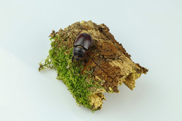 Close-up of a rhinoceros beetle on wood overgrown with moss separated on a white background. Female of the European rhinoceros beetle (Oryctes nasicornis)
